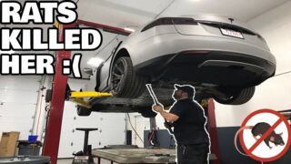 Rats Killed My Tesla