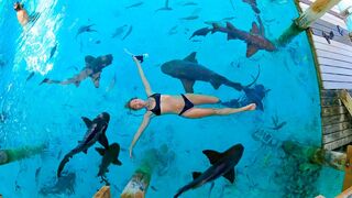 Swimming with Sharks & Diving for Conch - Catch, Clean and Cook