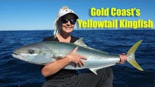 Yellowtail Kingfish on the Gold Coasts 36s