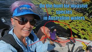 Invasive fish species in Australia
