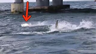Fishing Florida Keys Bridge for Tarpon ft. Hammerhead Shark Attack!