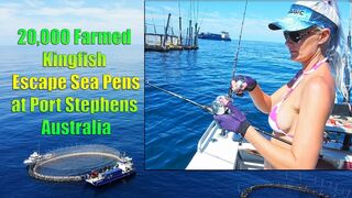 20,000 Kingfish escape sea pens at Port Stephens