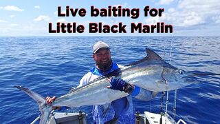 Live baiting for Marlin off the Gold Coast
