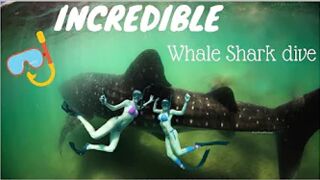 INCREDIBLE Dive with Whale Sharks!