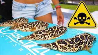 This Fish Can KILL You! Catch Clean Cook- POISONOUS Checkered Puffer Fish!