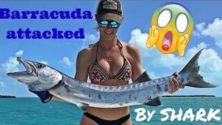 Barracuda ATTACKED by 12' Tiger Shark