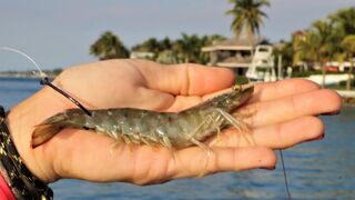 Florida Inshore Fishing with JUMBO Live Shrimp!