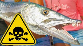 TOXIC Florida Barracuda Catch & Cook! WARNING: Possible Food Poisoning
