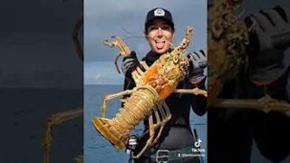 Catching HUGE Lobsters while Spearfishing! #spearfishing #lobster #freediving #fishing #hunting