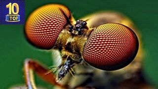 Bites of most dangerous bugs and rare insects
