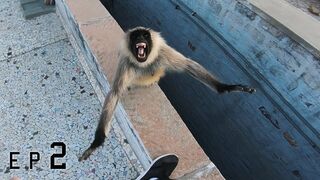 Rooftop monkey attack! ????????