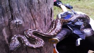 THERE'S A SNAKE ON MY DIRTBIKE!