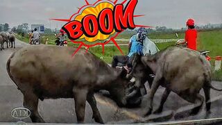 BUFFALO RAMS BIKE! CLOSE CALLS, EPIC, ANGRY & KIND MOTO MOMENTS [Ep.#33]