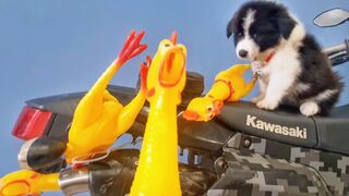 RUBBER CHICKEN TOY VS. MOTORCYCLE EXHAUST - ASMR MOTO EXPERIMENT #01