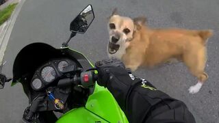 Angry Dogs Vs Bikers - WHEN DOGS ATTACK!! (Or Just Want to Say Hi)