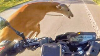 ANIMALS VS BIKERS - THE FUNNY, CRAZY & SCARY
