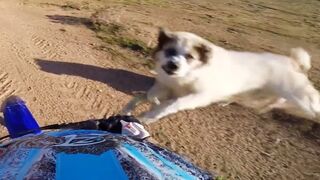 ANGRY Dogs, Birds, Deer & A TIGER VS BIKERS - WHEN ANIMALS ATTACK!! (Or Just Want To Say Hi)