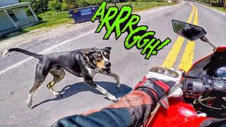 LOOK OUT!!! | ANIMALS VS BIKERS 2020