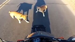 Animals VS Bikers
