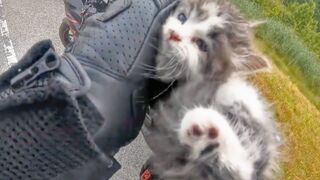 BIKER SAVES KITTEN - BIKERS ARE AWESOME 2020