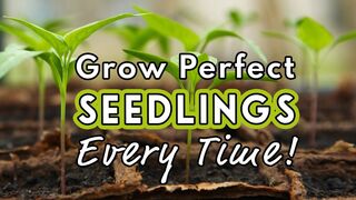Seed Starting Success: Sow Like a Pro! ????