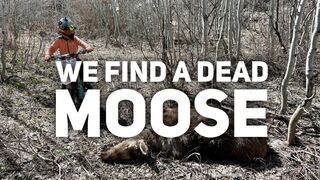 Found Dead Baby Moose [while Dirtbiking]
