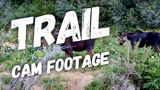 2021 trail camera footage