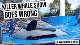 Seaworld Killer Whale Show Goes Wrong (with subtitles)
