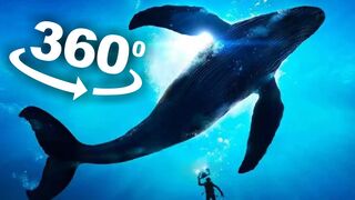 VR 360° The Blu Whale Encouter 2.0 || 360 Video